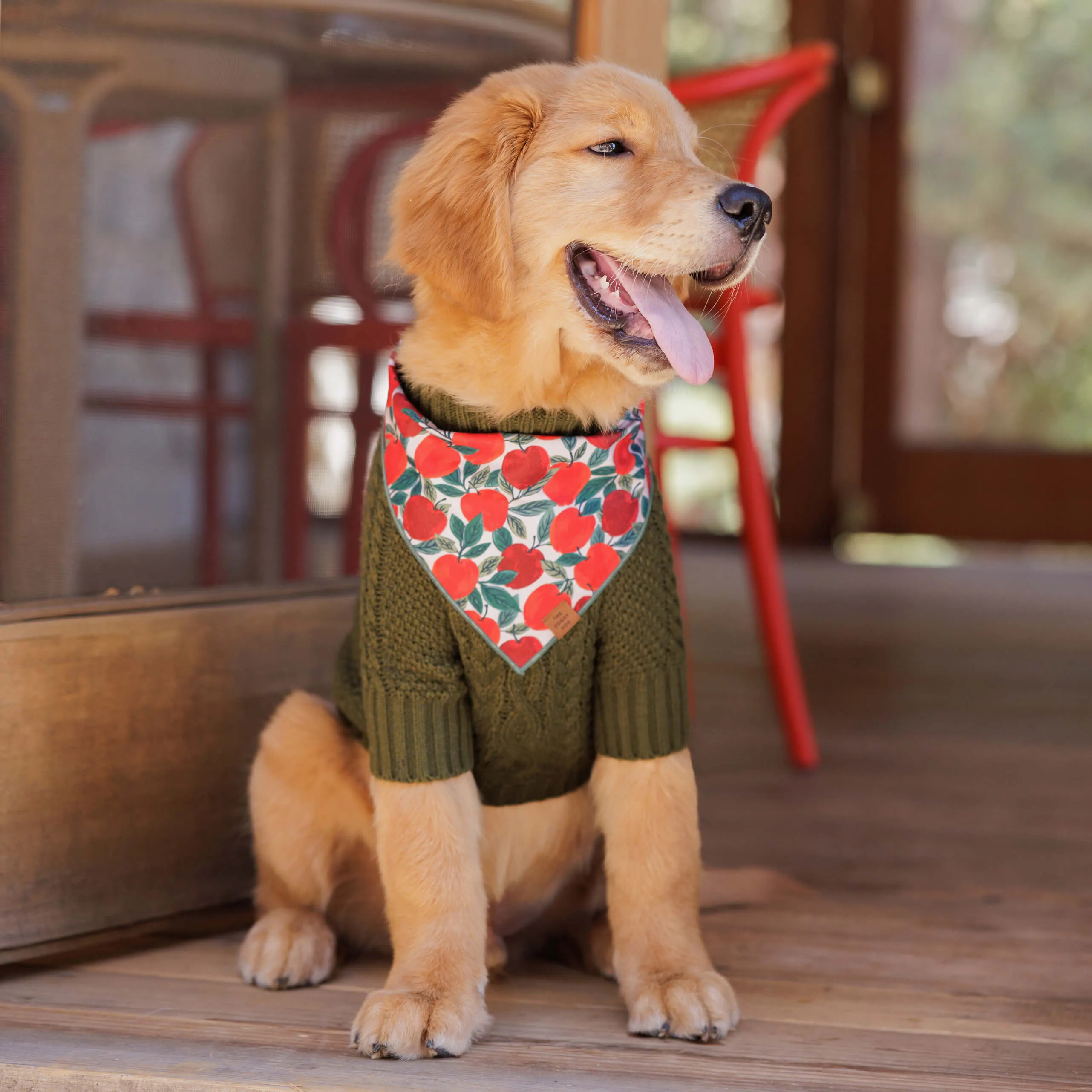 Olive Cable Knit Dog Sweater