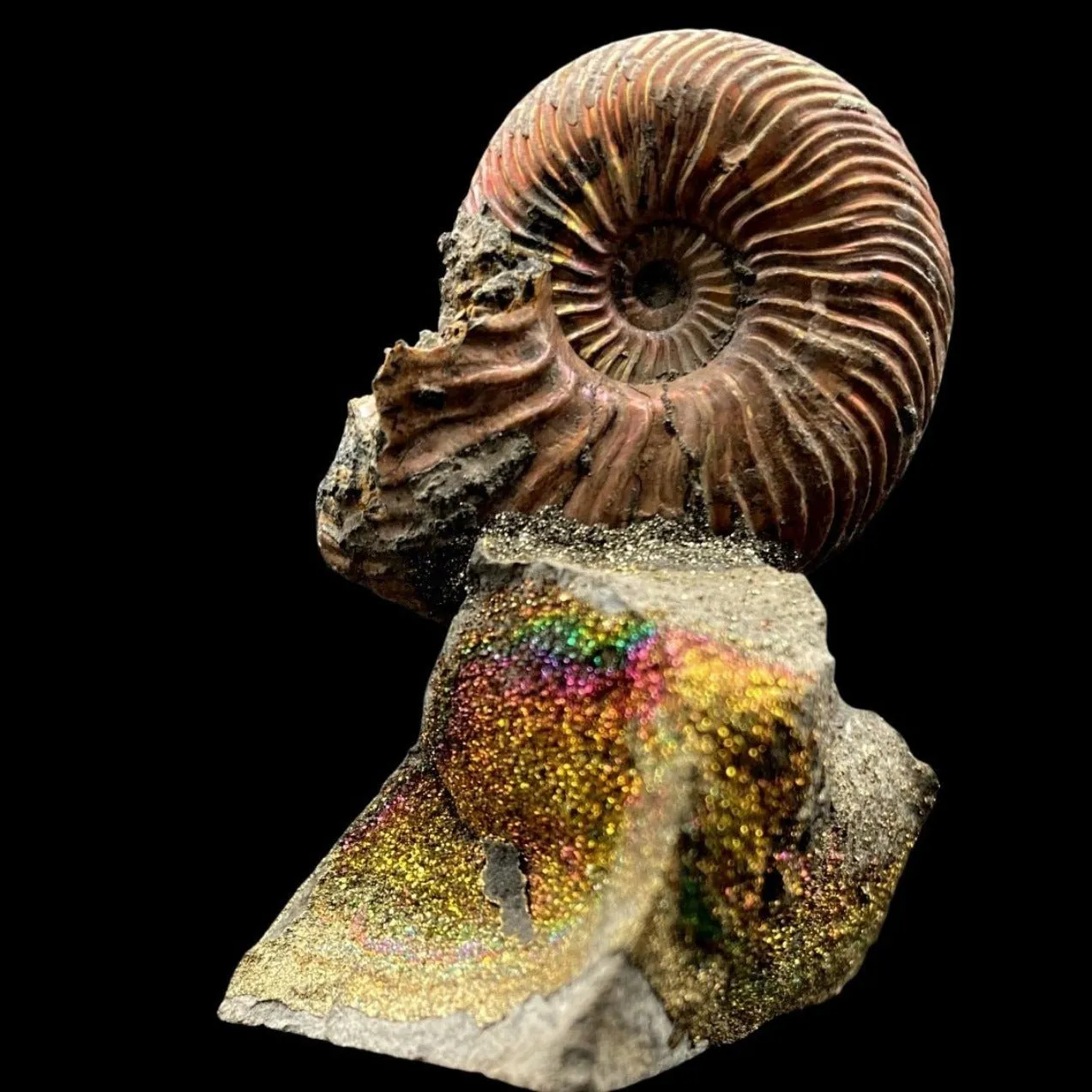 Whole Ammonite Fossil Shell On Rainbow Drusy Base