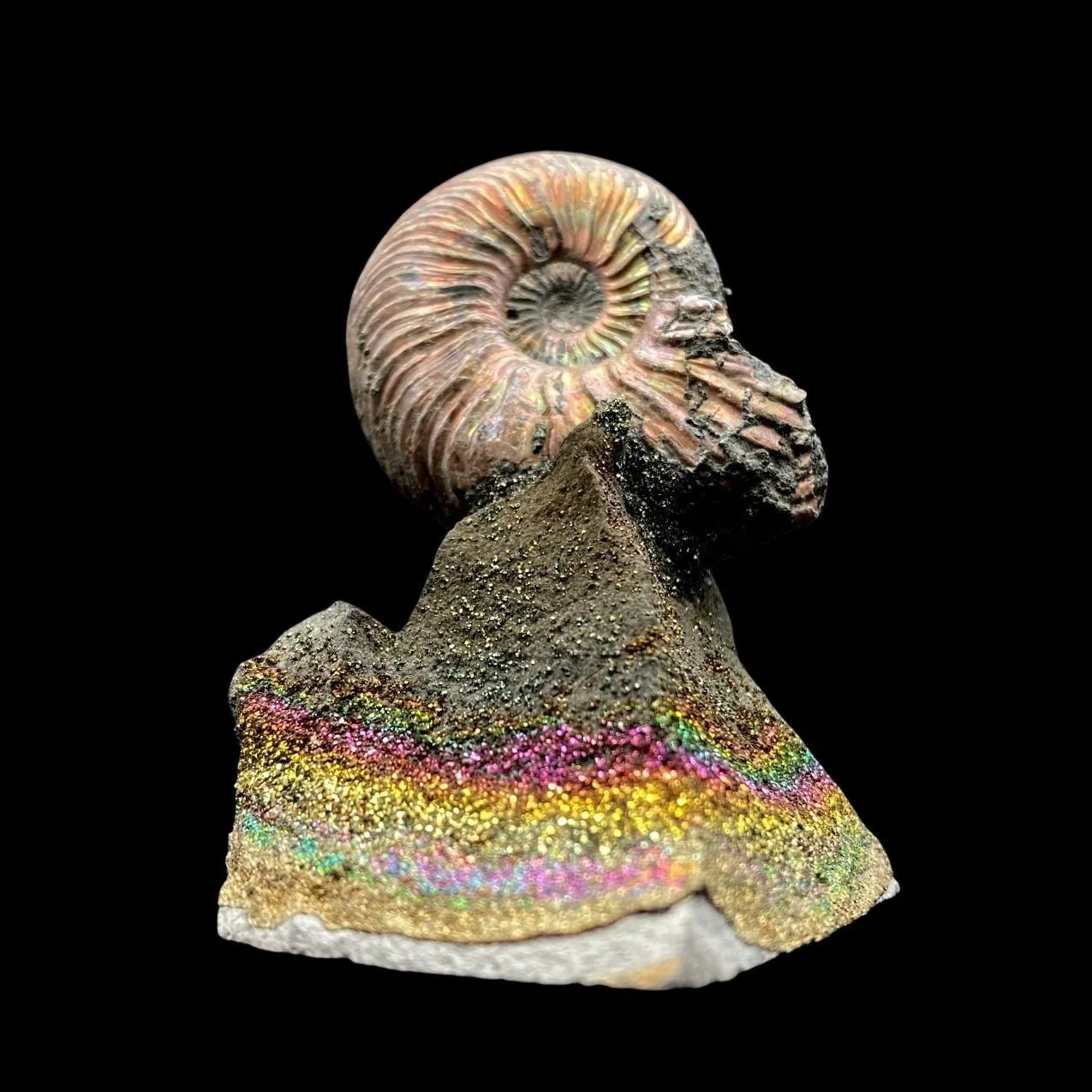 Whole Ammonite Fossil Shell On Rainbow Drusy Base